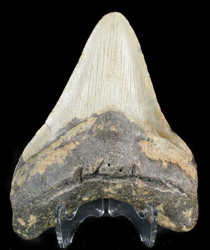 Bargain Megalodon Tooth - North Carolina #48291